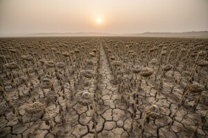 Prinosi smanjeni - najlošiji soja i suncokret