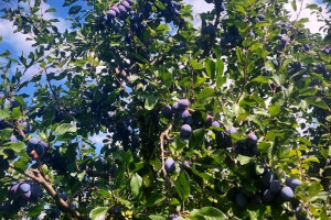 Voćari u RS podvukli crtu - godina loša za rod skoro svih vrsta