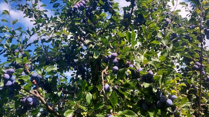Voćari u RS podvukli crtu - godina loša za rod skoro svih vrsta