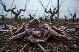Pripazite na spore plamenjače i grinje