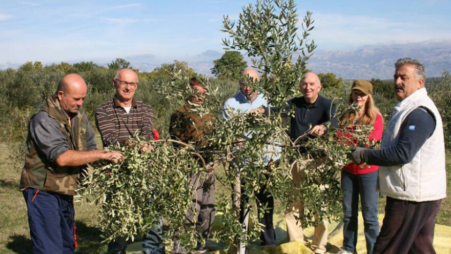 Ulje za bogove i robove