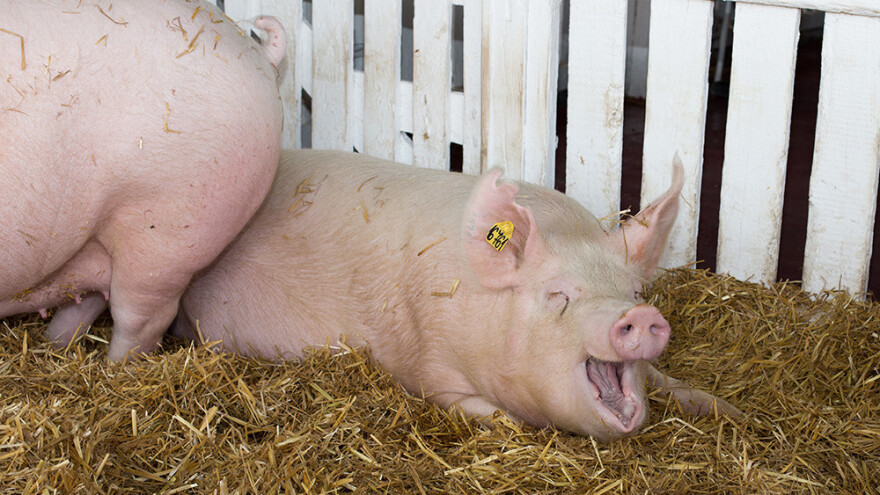 Priplodna nazimica -  ključ uspešne proizvodnje