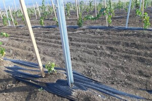 Podizanje novog vinograda: Dobro pripremite tlo i lozne cijepove