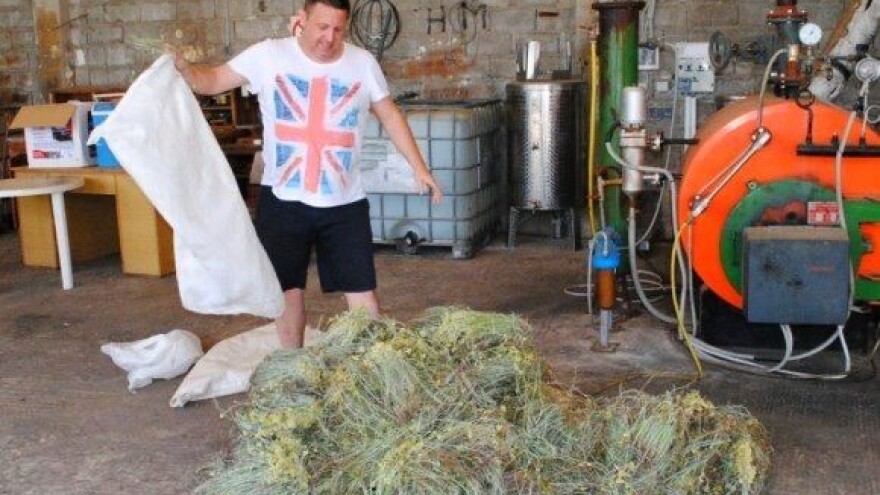 Zastoj u otkupu smilja - kapaciteti puni!