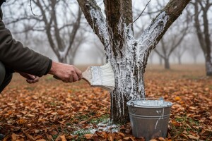 Priprema voćnjaka za zimu