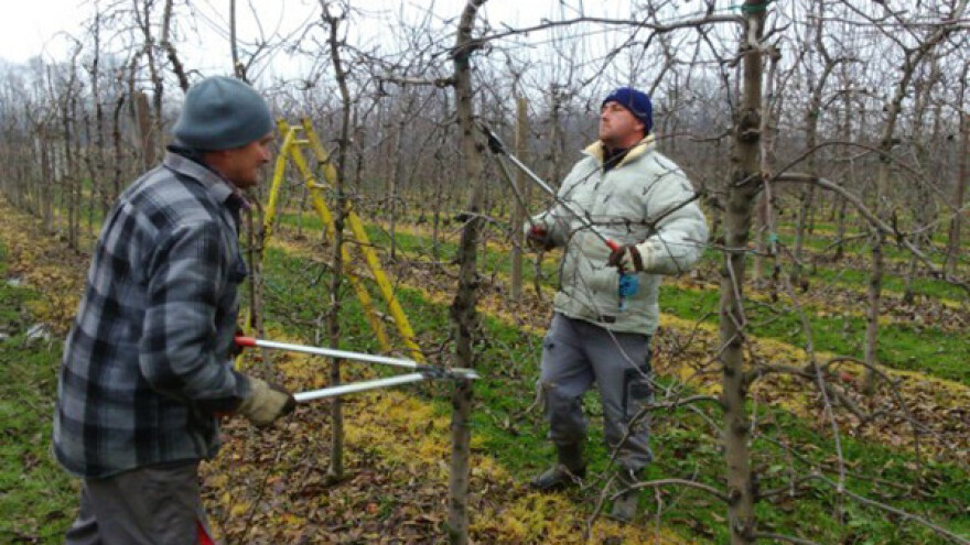 Priprema voćnjaka za zimu