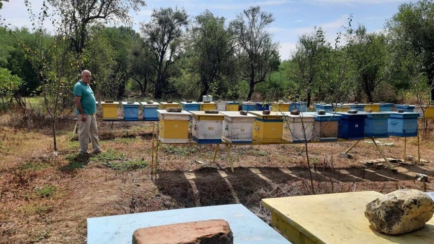 Pčele ove godine gladovale: Zazimljavanje sa jačom prihranom