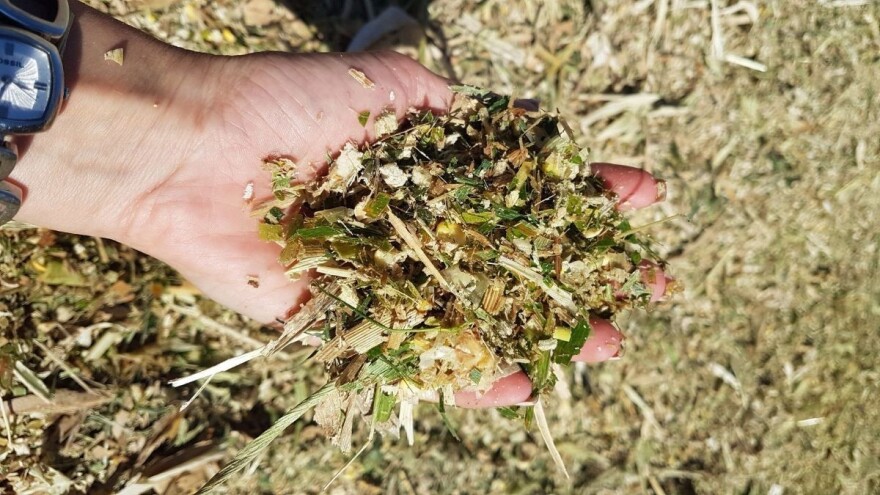 Momenat siliranja najbitniji za kvalitet silaže