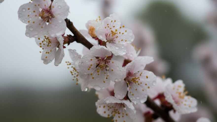Pripremite se za cvatnju koštičavog voća