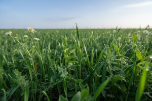 Pripremite se za suzbijanje korova