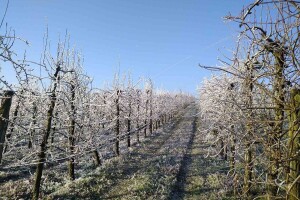 Hladno vrijeme moglo bi naštetiti ranim usjevima