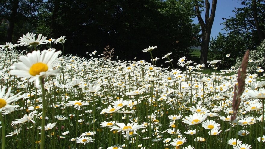 Priroda ima lek za svaku bolest