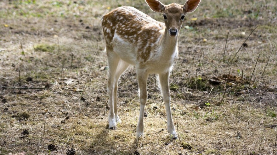 Međunarodni znanstveno-stručni skup Priroda i divljač