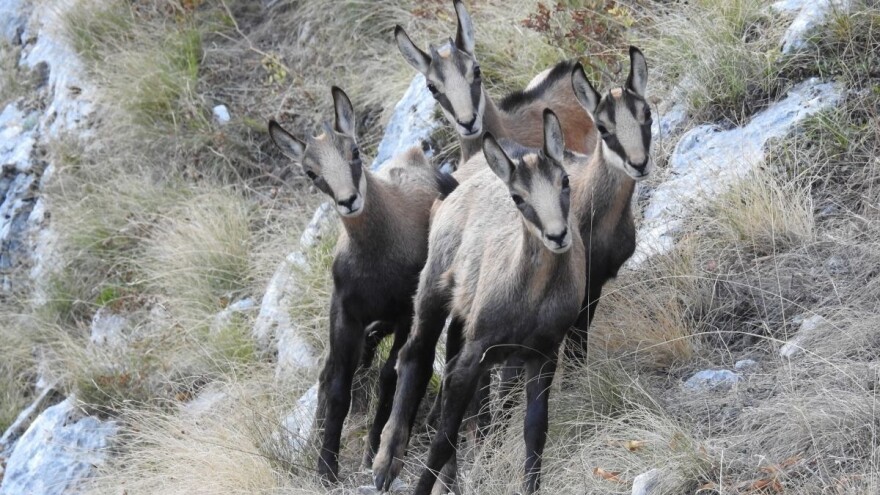 Željko Sekulić osvojio 1. nagradu fotografijom "Radoznali mališani"