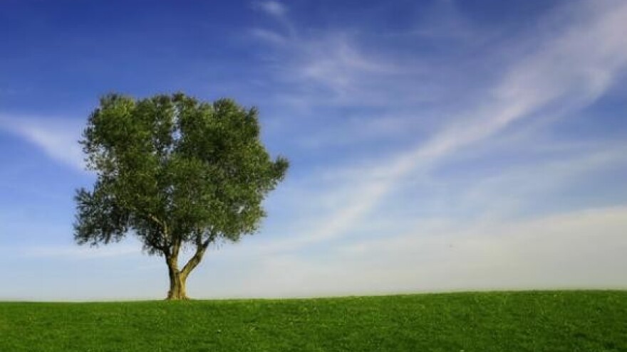 U Vukovaru najveća europska bioelektrana