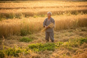 Prirodna poljoprivreda - manje je više