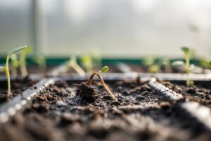 Prirodna prevencija polijeganja sadnica!