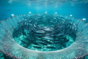 Prirodna ravnoteža u uzgoju tune