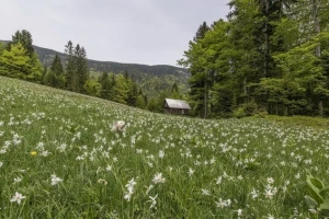 Četiri načina prirodnog poljodjelstva