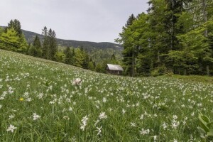 Četiri načina prirodnog poljodjelstva