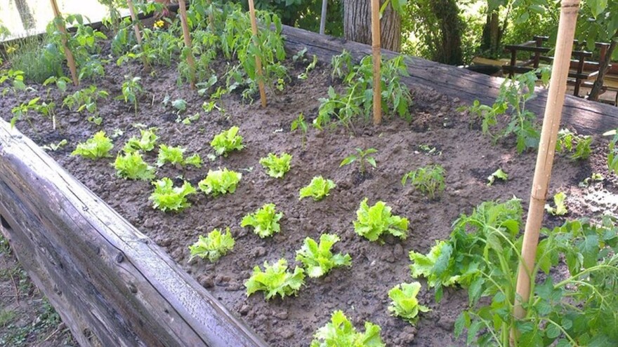 Male bašte - vlastiti proizvodi na trpezi već za mjesec dana