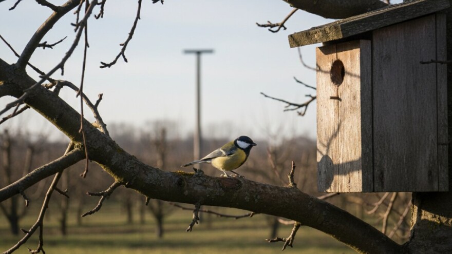 Privucite korisne ptice u voćnjak