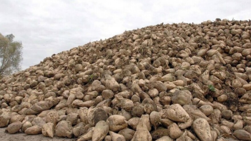 Vađenje šećerne repe počelo -  uskoro puna sezona