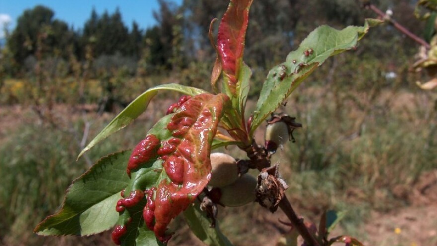 Stigao Pro-bac, revolucionarni imunostimulator!