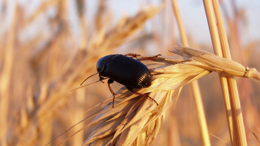 Kako sačuvati uskladištene žitarice od štetnika?