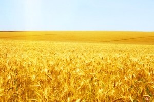 Prevencija i kurativa smrdljive snijeti – Tillecur