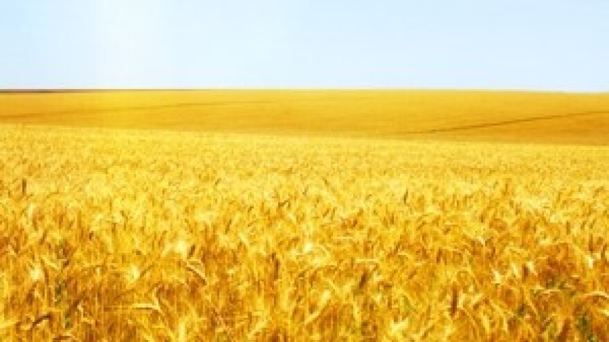 Prevencija i kurativa smrdljive snijeti – Tillecur