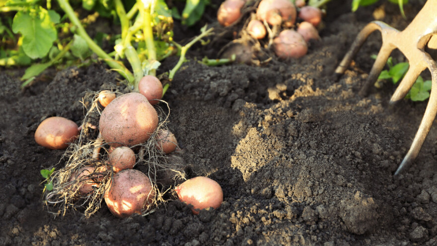 Pro-eco ima novost u ponudi - preparati s Trichoderma vrstama za jači i snažniji rast!