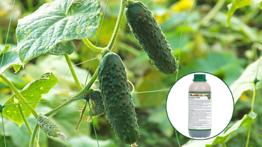 Ekološko rješenje za nedostatak kalija kod vaših biljaka