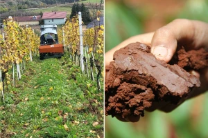 Tlo je sve kiselije i siromašnije humusom -  što možemo učiniti?