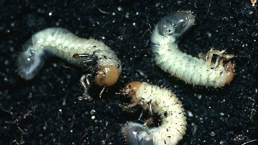 Entomopatogenim nematodama ekološki suzbijte zemljišne štetnike