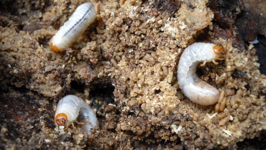 Đubriva s odbijajućim delovanjem na zemljišne štetočine