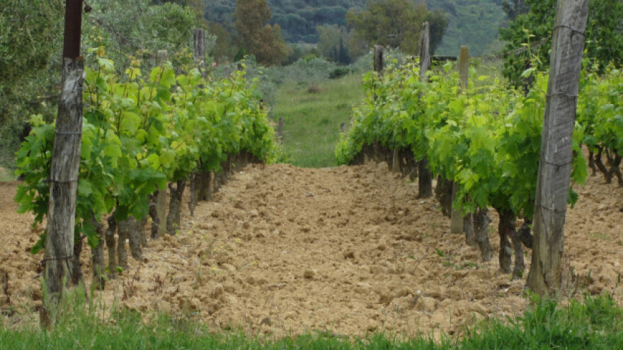 Efikasno i ekološko rješenje za pepelnicu