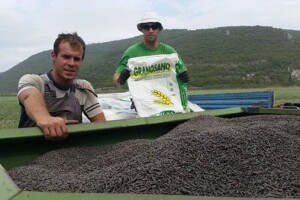 Gnojidba ozimih žitarica u eko uzgoju