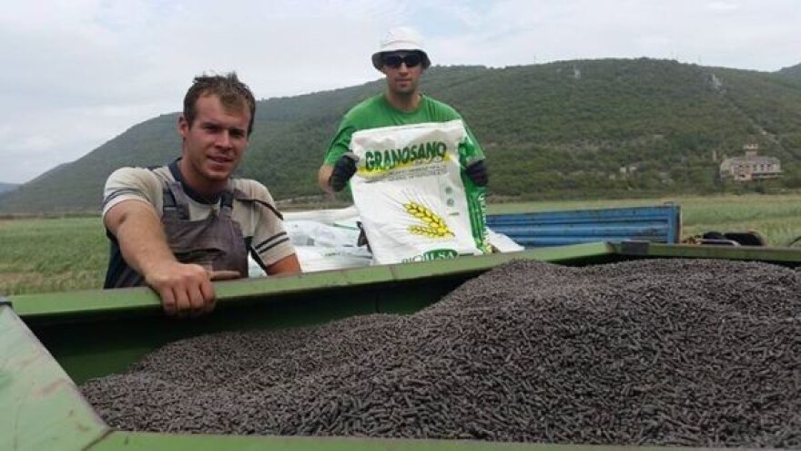 Gnojidba ozimih žitarica u eko uzgoju