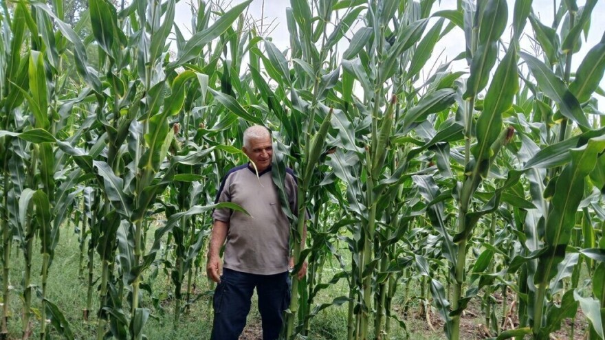 Kod Dragana Ristića kukuruz visok tri metra, očekuje rekordan prinos