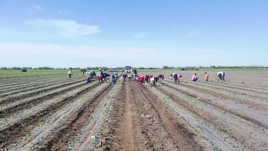 Problem nedostatka radne snage u povrtarstvu, ima li rešenja?