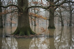 Problem obnove sastojina na poplavnim staništima
