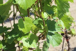 Procjena rodnosti vinove loze na osnovu formiranih cvasti