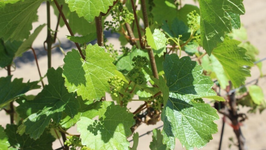 Procjena rodnosti vinove loze na osnovu formiranih cvasti