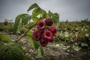 Procena šteta u poljoprivredi još traje