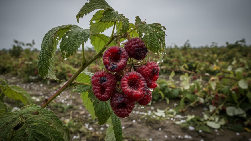 Procena šteta u poljoprivredi još traje