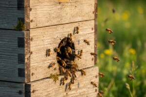 Procjena aktivnosti pčela na letu