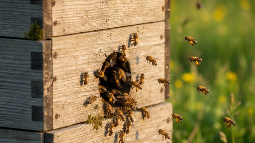 Procjena aktivnosti pčela na letu