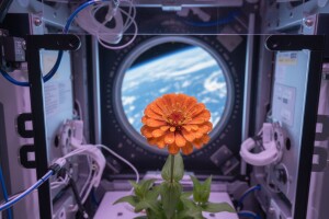 Procvetala prva cinija u svemiru