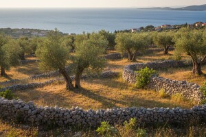 Prodaja državnog maslinika u Malom Lošinju